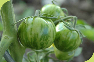 Tigerella
