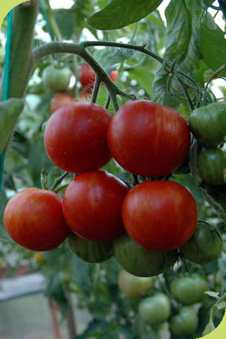 Tigerella
